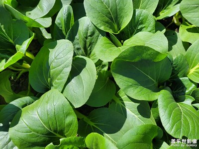 【雙節(jié)小長(zhǎng)假】綠葉菜