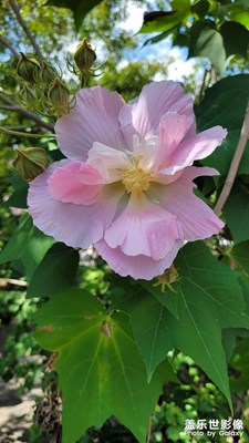 【雙節(jié)小長(zhǎng)假】木芙蓉