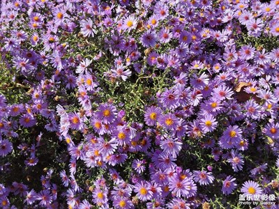 【雙節(jié)小長假】 路邊花叢