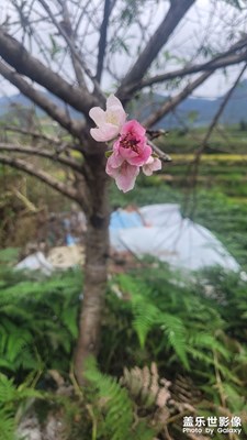 【雙節(jié)小長假】十月桃花開