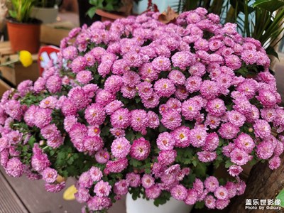 【雙節(jié)小長假】賞花