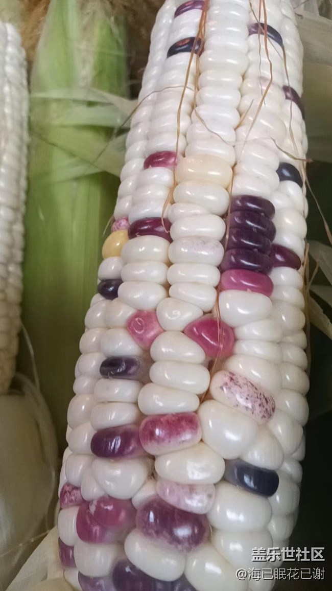 【小情蔬】玉米