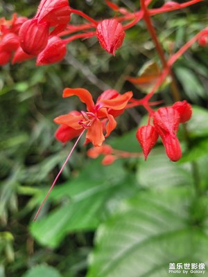【雙節(jié)小長假】紅花