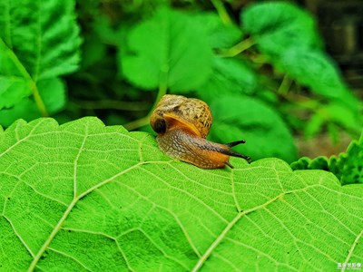 【鏡頭里的秋日私語】+靠自己的蝸牛