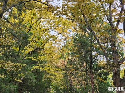 【鏡頭里的秋日私語(yǔ)】+南京秋日