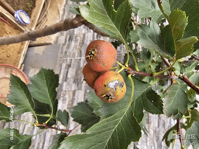 s23u的拍照比s22u提升明顯，算法提升比較多，最近拍的.