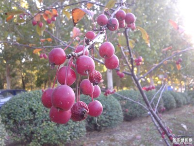 【鏡頭里的秋日私語(yǔ)】+果滿枝頭