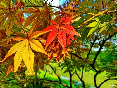 【賞秋正當(dāng)時(shí)】+綠黃紅