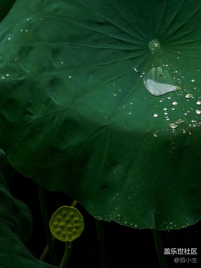 《精品大咖秀》 第二十期：九九重陽