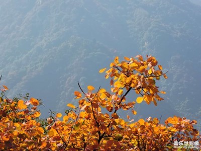 【賞秋正當時】+ 紅葉
