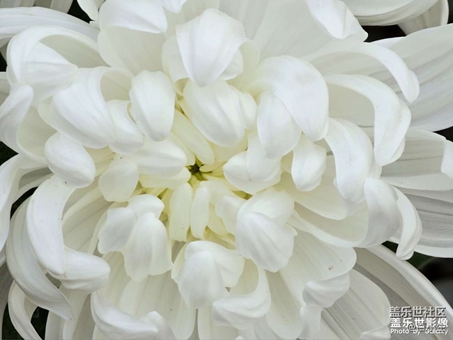 《精品大咖秀》 第二十期：九九重陽