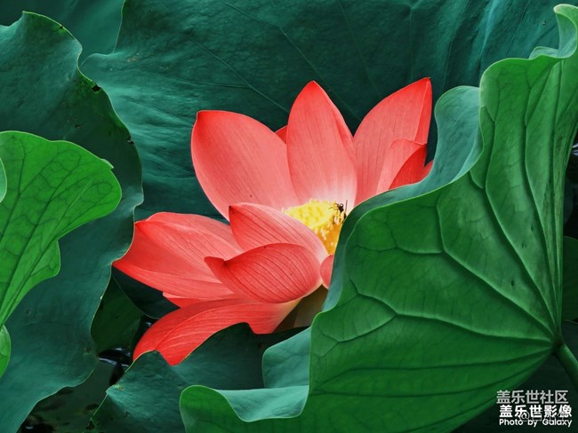 《精品大咖秀》 第二十期：九九重陽