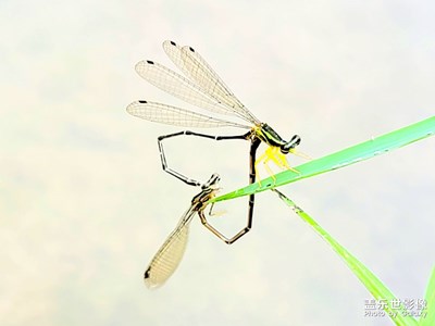 愛在深秋＿＿抓拍小豆娘