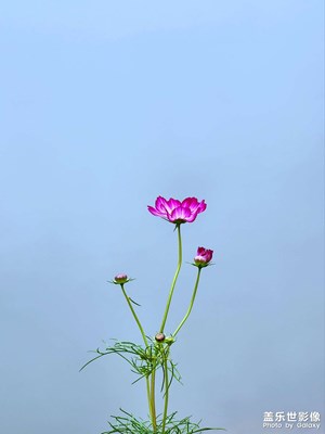 水邊的格桑花