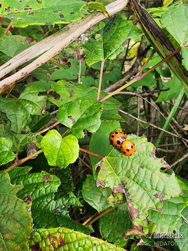 #微距下的小細(xì)節(jié)——七星瓢蟲(chóng)