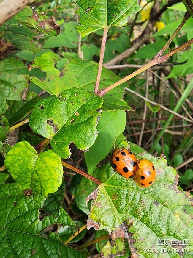 #微距下的小細(xì)節(jié)——七星瓢蟲(chóng)