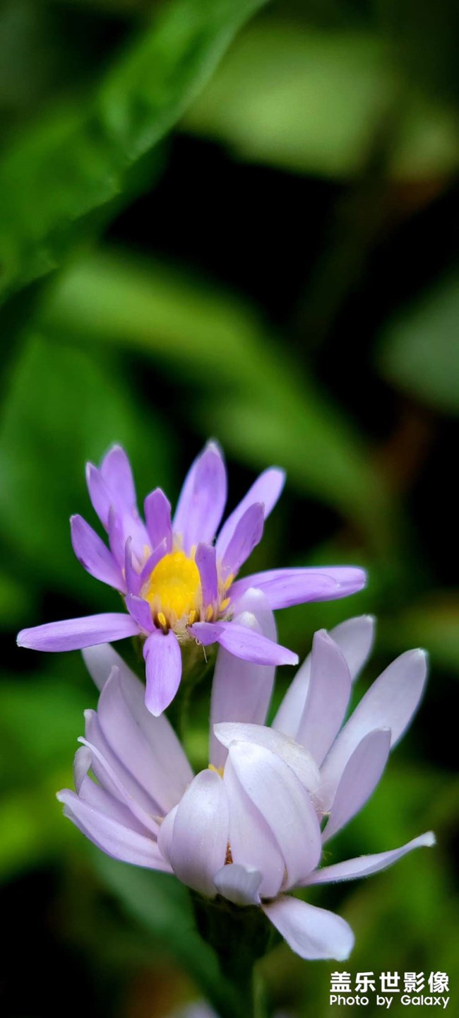 《精品大咖秀》 第二十一期：金秋運(yùn)動(dòng)會(huì)開始了