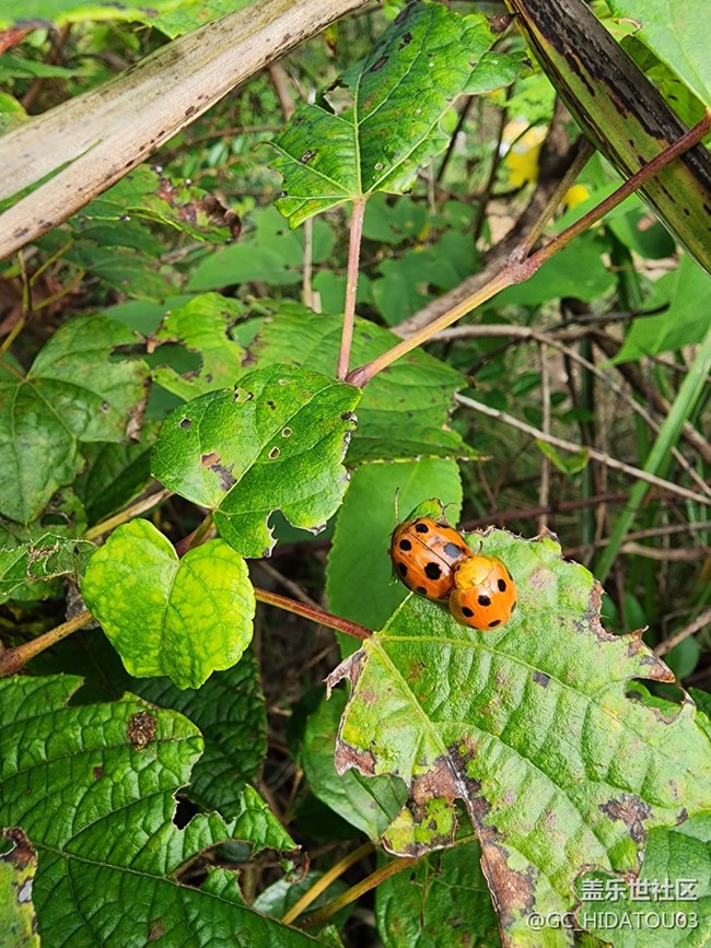 #微距下的小細(xì)節(jié)——七星瓢蟲(chóng)
