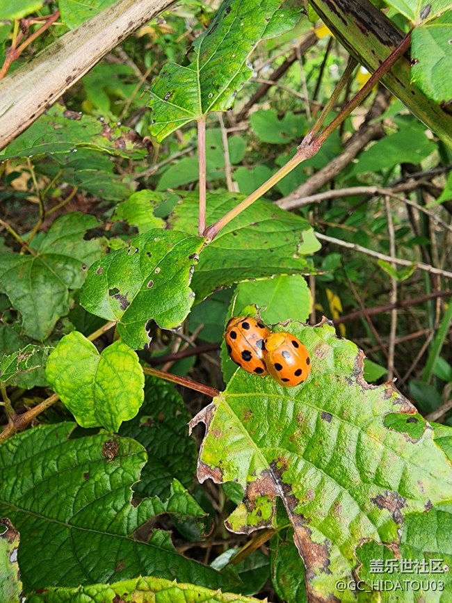 #微距下的小細(xì)節(jié)——七星瓢蟲(chóng)