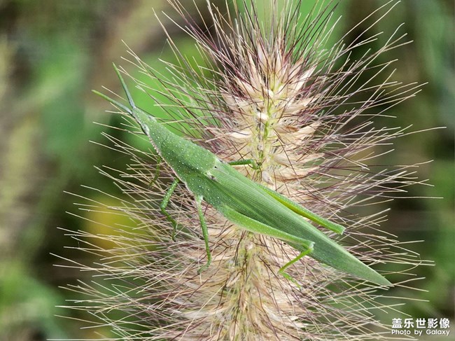 《精品大咖秀》 第二十一期：金秋運(yùn)動(dòng)會(huì)開始了