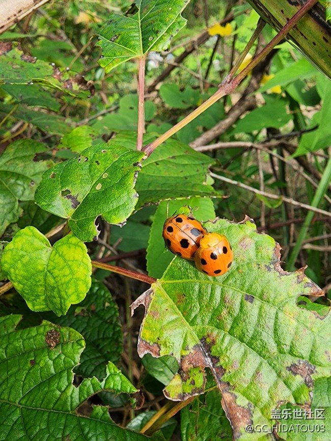 #微距下的小細(xì)節(jié)——七星瓢蟲(chóng)