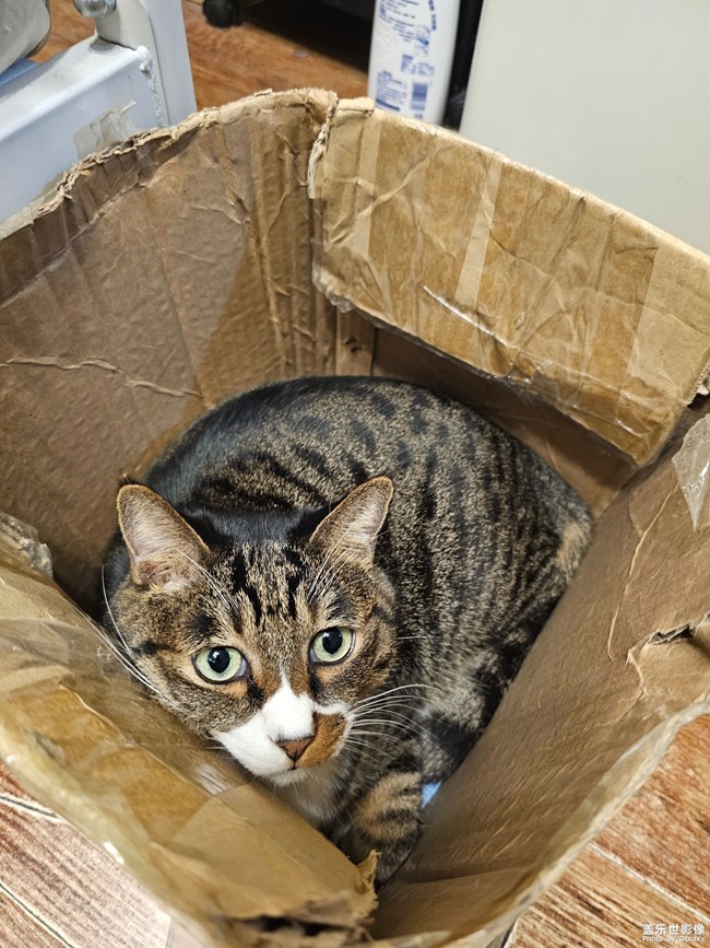 一盒貓