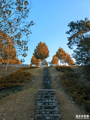 一棵樹