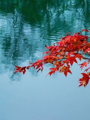 【影像的魅力】+红于二月花