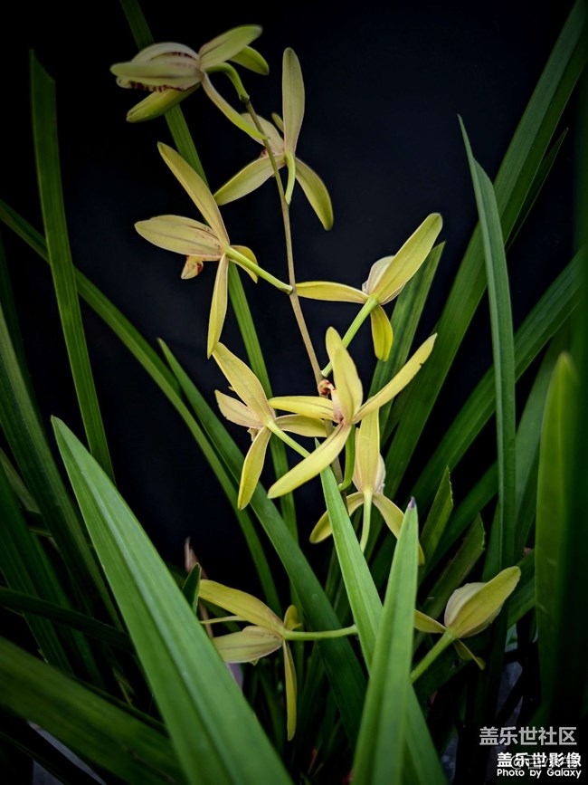 《精品大咖秀》 第二十四期：三星手機使用大全