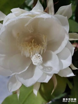 曇花