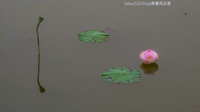 【與時光的對話】+ 夕照殘荷