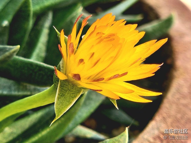 #微距下的小細節(jié)——三時花