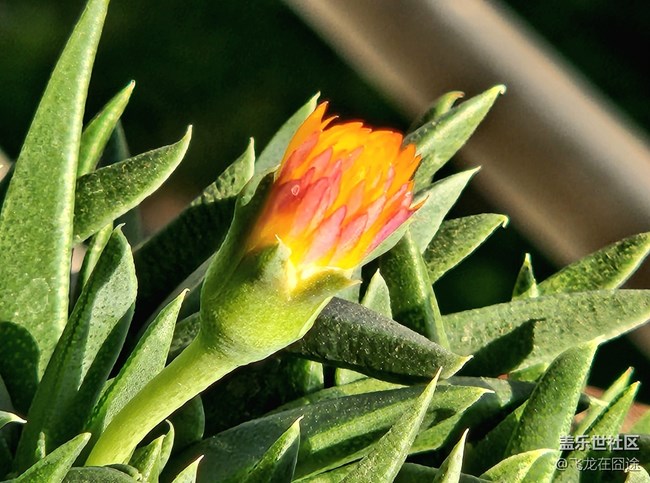 #微距下的小細節(jié)——三時花