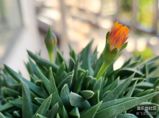 #微距下的小細節(jié)——三時花