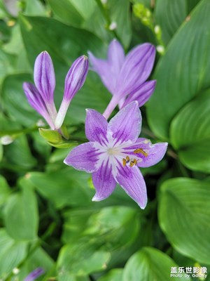 【與時光的對話】+?花兒
