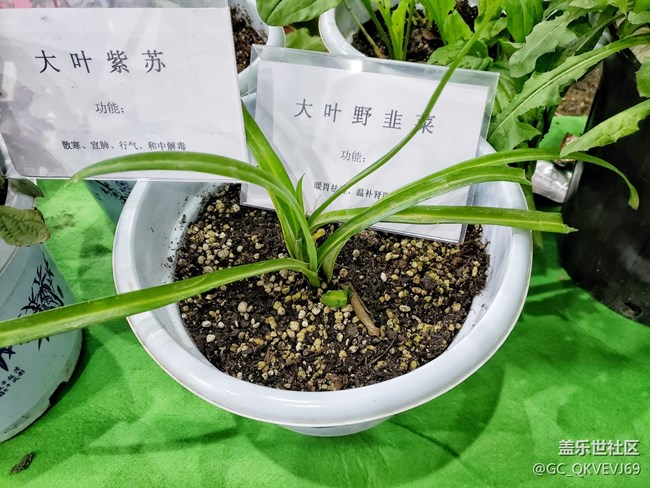 【環(huán)保小衛(wèi)士】+可降解花盆