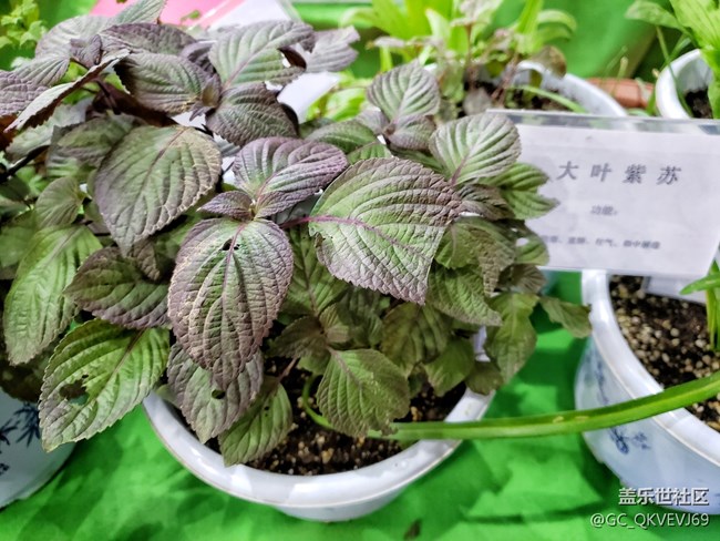【環(huán)保小衛(wèi)士】+可降解花盆