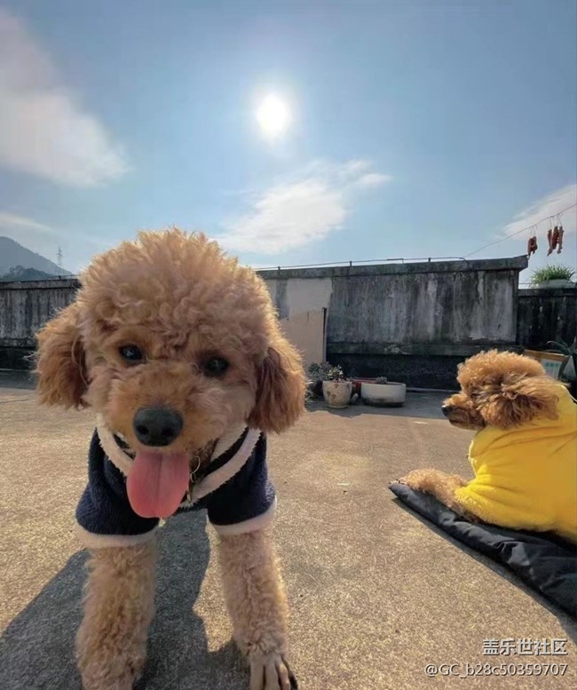 我和愛寵的故事+小狗子