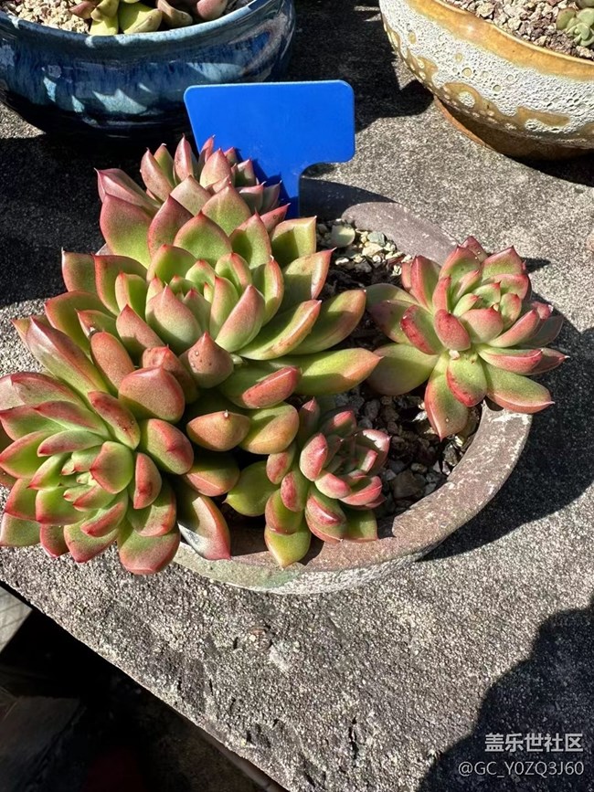 【抓住秋天的尾巴】小肉肉