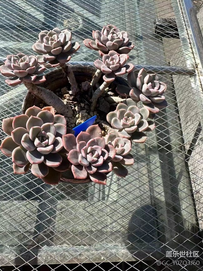 【抓住秋天的尾巴】小肉肉