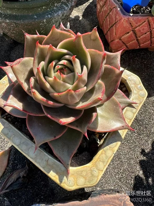 【抓住秋天的尾巴】小肉肉