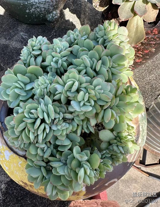 【抓住秋天的尾巴】小肉肉