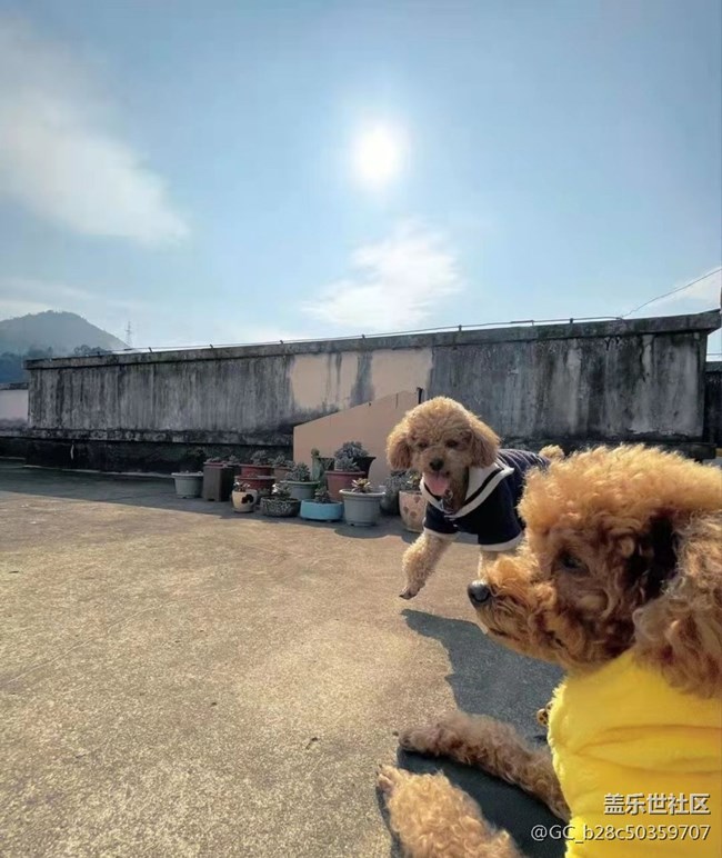 我和愛寵的故事+小狗子