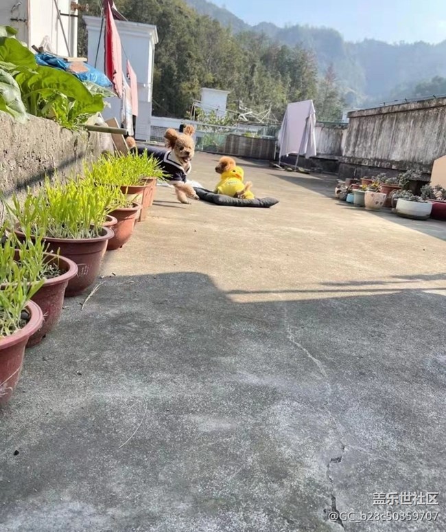 我和愛寵的故事+小狗子