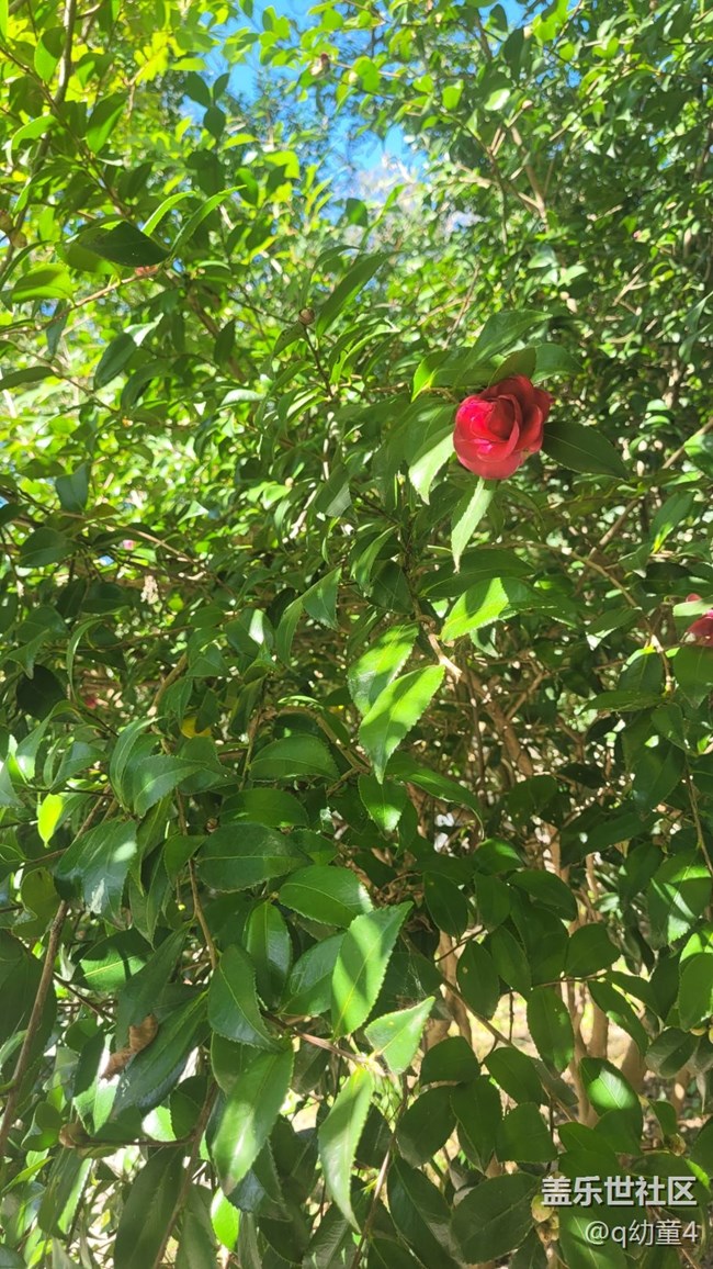 【抓住秋天的尾巴】山茶花