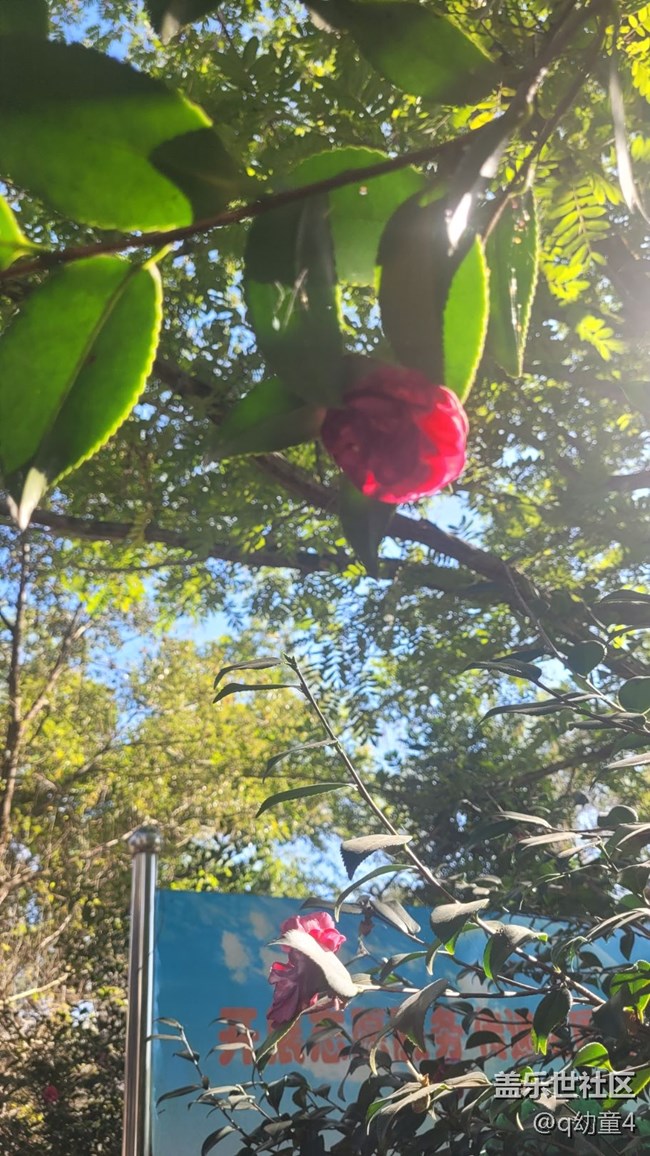 【抓住秋天的尾巴】山茶花