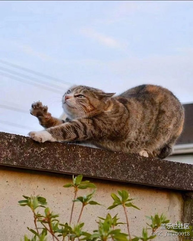 我和愛寵的故事  慵懶的貓
