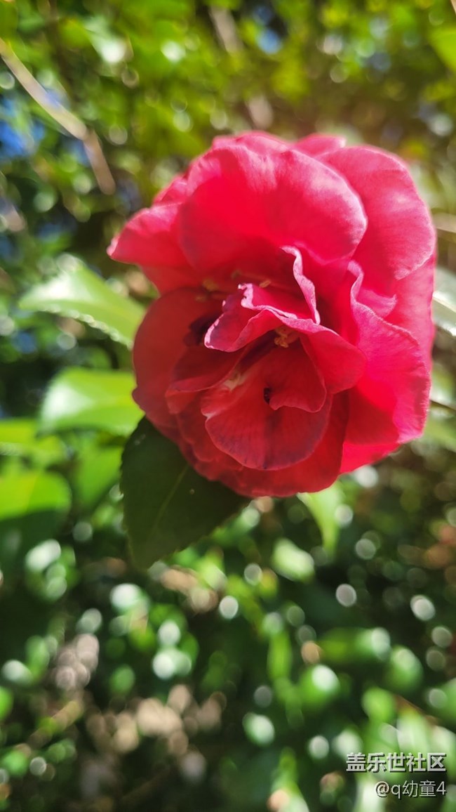 【抓住秋天的尾巴】山茶花