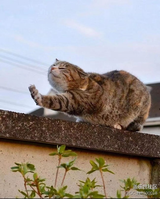 我和愛寵的故事  慵懶的貓