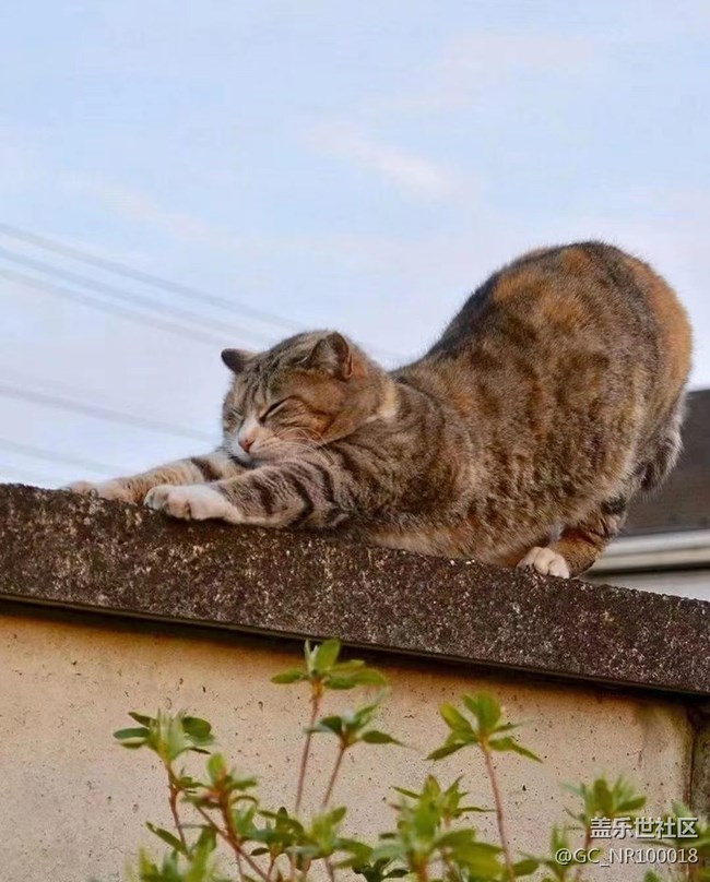我和愛寵的故事  慵懶的貓